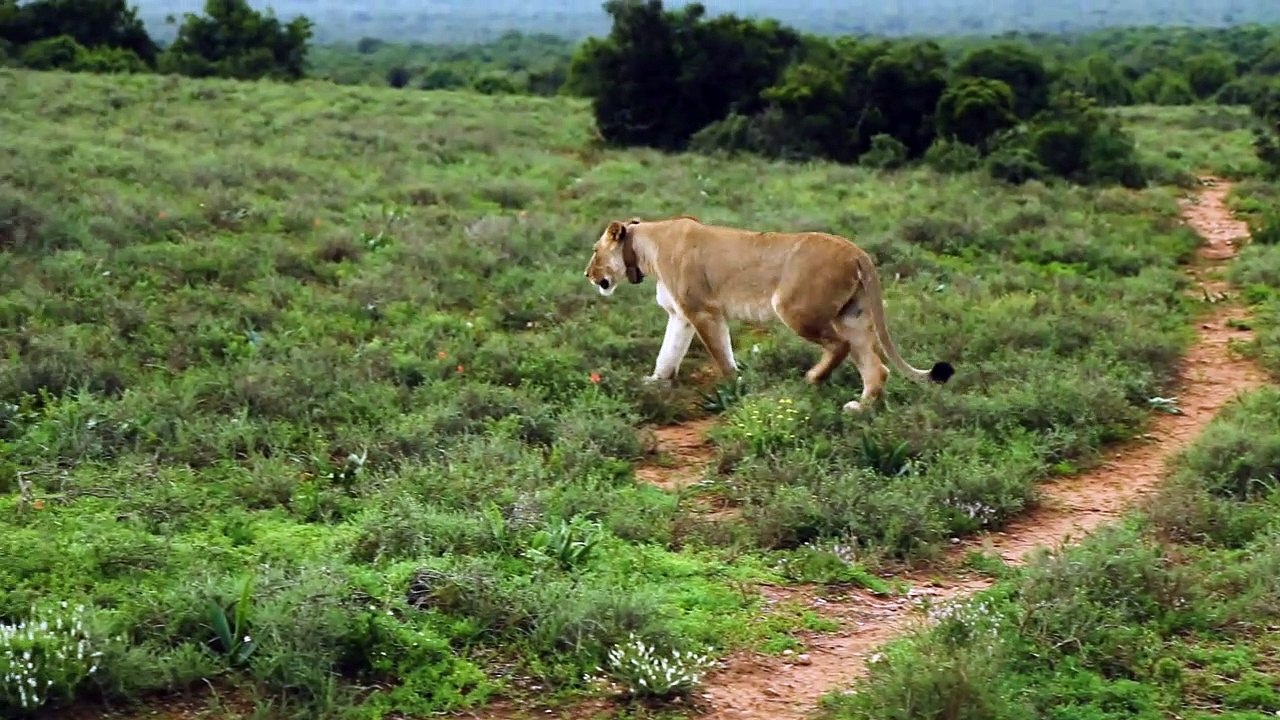 lion life