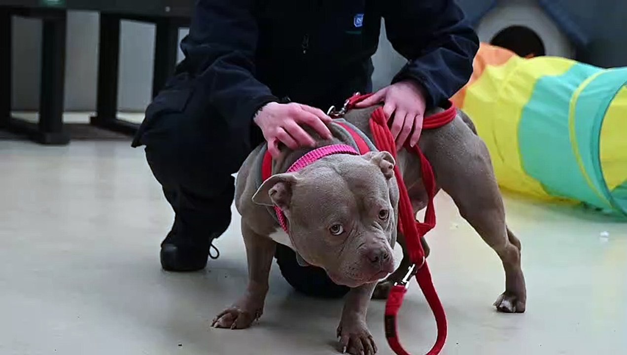 RSPCA: Dogs and cats ready to be adopted