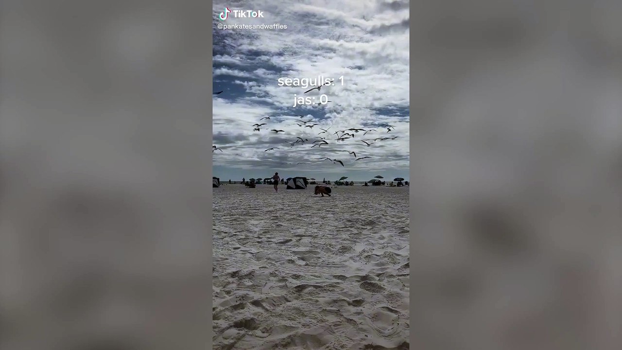 Swarm of seagulls gang up on beachgoer - forcing her to flee and abandon her food