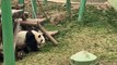 Panda Funny Moments | Funny Pandas | Cute Pets | Funny Animals #animals #pets #panda #pandasFunny