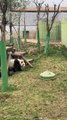 Panda Funny Moments | Funny Pandas | Cute Pets | Funny Animals #animals #pets #panda #pandasFunny