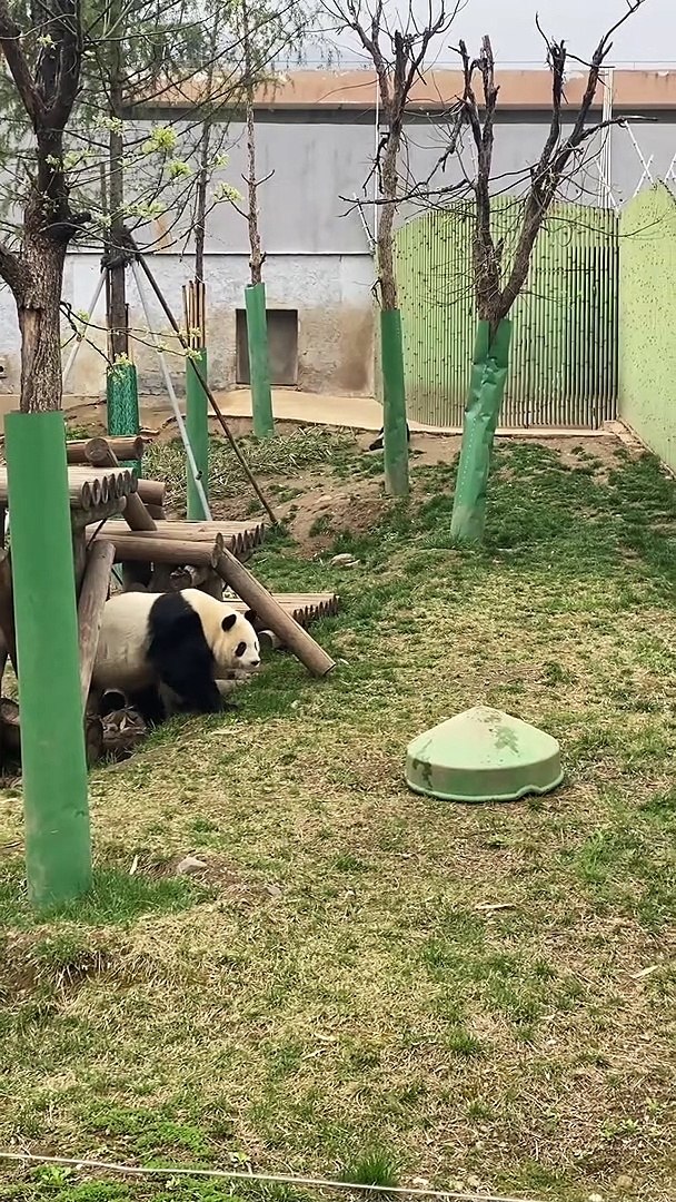 ⁣Panda Funny Moments | Funny Pandas | Cute Pets | Funny Animals #animals #pets #panda #pandasFunny