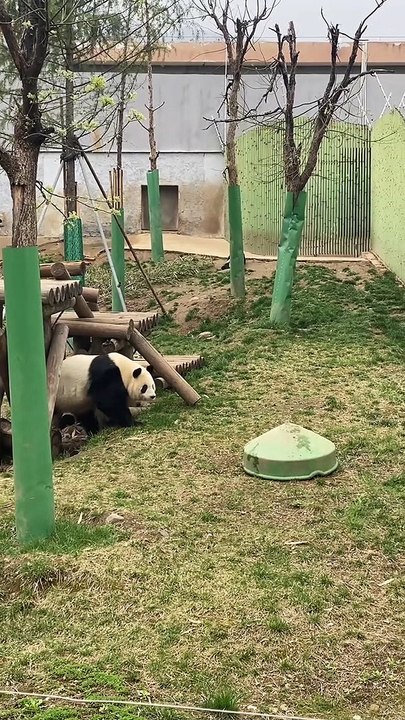 Panda Funny Moments | Funny Pandas | Cute Pets | Funny Animals #animals #pets #panda #pandasFunny
