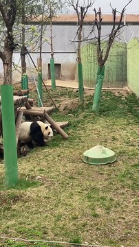 Panda Funny Moments | Funny Pandas | Cute Pets | Funny Animals #animals #pets #panda #pandasFunny