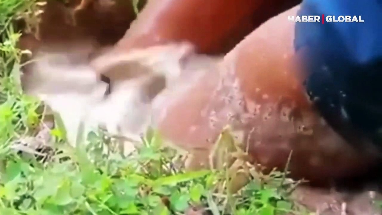 Gören şaştı kaldı: Kola, şeker ve yumurta ile, devasa balıkları saniyeler içerisinde yakaladı!