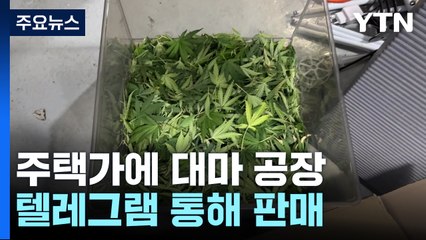 주택가·아파트에 '대마 공장'...텔레그램 통해 판매 / YTN