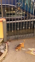 Clever Chihuahua Climbs The Stairs