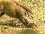 Boar eats fellow boar in Sariska!