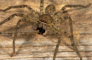 British man finds huge huntsman in his packet of fruit