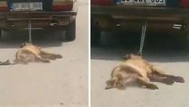 Köpeği araca bağlayıp sürükleyerek öldürdü, yaptığı savunma pes dedirtti