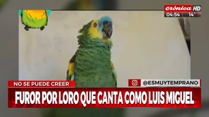 ¡Furor por el loro que canta como Luis Miguel!