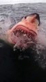 Quand un grand requin blanc mord à l'hameçon... impressionnant
