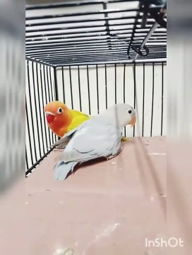 lovebirds mutations Green dilute Male and female blue