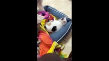 Hilarious Animal Antics_ A Compilation of Laugh-Out-Loud Pet Fails! 2