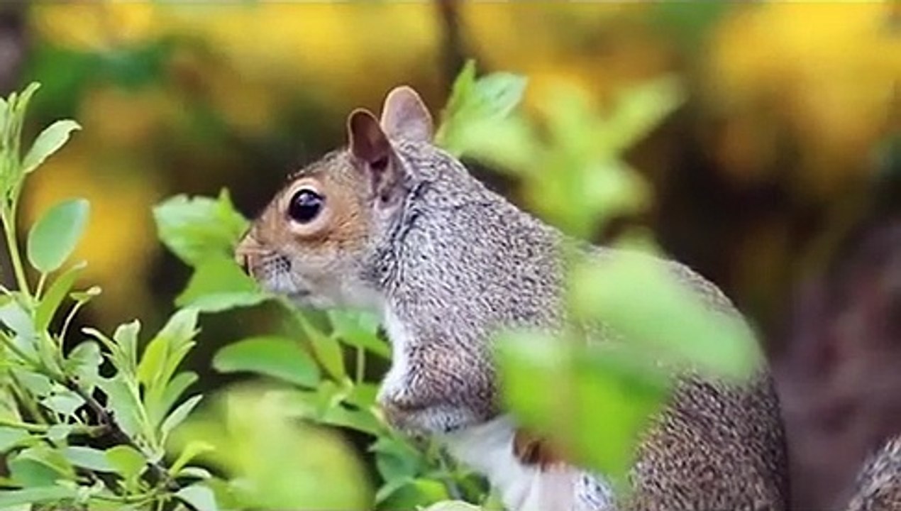 Free_Nature_animals_Videos_._Cute_animal_video_.Baby_animal._Free_HD_Video_-_no_copyright(360p)