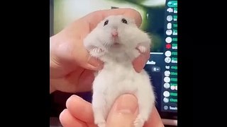 Cute baby animals Videos Compilation cute moment of the animals  2023
