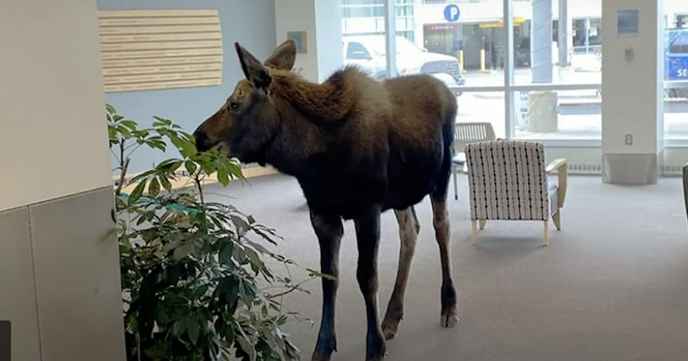 Alaska : un élan s'introduit dans un hôpital pour manger des...plantes vertes !