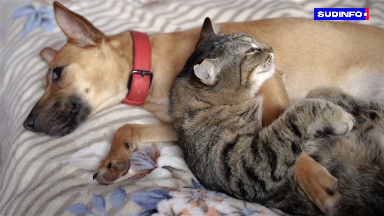 Quelle assurance soins de santé pour les animaux ?