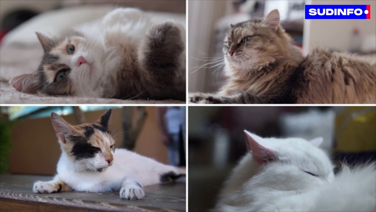 Que couvre une assurance pour un animal domestique ?