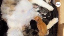 « C’est une expérience incroyable » : Gwen Stefani annonce avec émotion la naissance de ses chatons