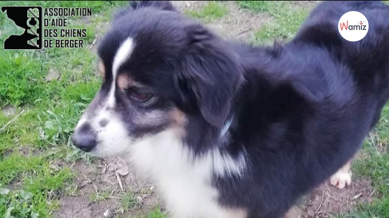 Cette berger australien miniature a été abandonnée car elle ne s'entendait pas avec les chiens de sa famille