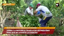 Yerba:  la provincia trabaja en un préstamo para que se levante la cosecha