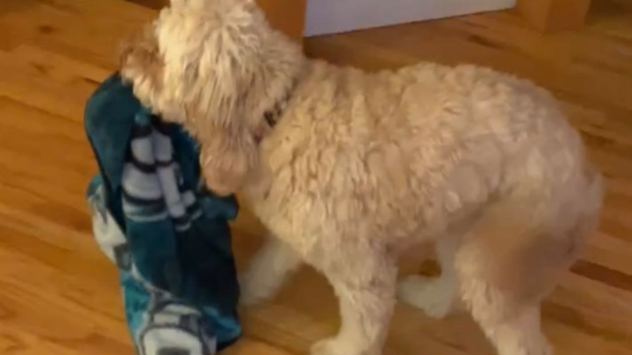 Excited Goldendoodle gives human brother a Peeleasant home