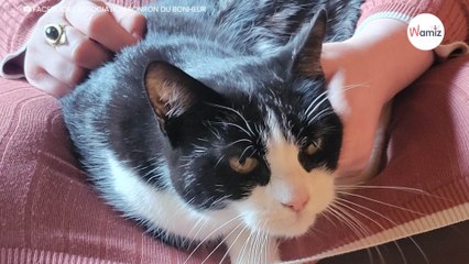 Le maître de cette chatte décède et une adoptante la lâche le jour du rendez-vous... Chipie n'a plus goût à la vie