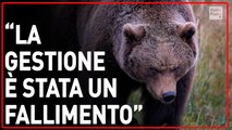 Verso l'abbattimento dell'orso che ha ucciso il runner in Trentino ▷ 