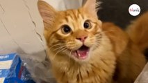 Le chat a un comportement étrange avec les chiens : après 3 visites chez le vétérinaire, ils savent enfin pourquoi (vidéo)