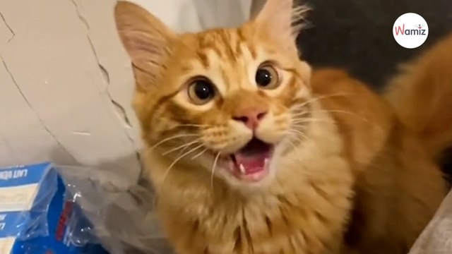 Le chat a un comportement étrange avec les chiens : après 3 visites chez le vétérinaire, ils savent enfin pourquoi (vidéo)