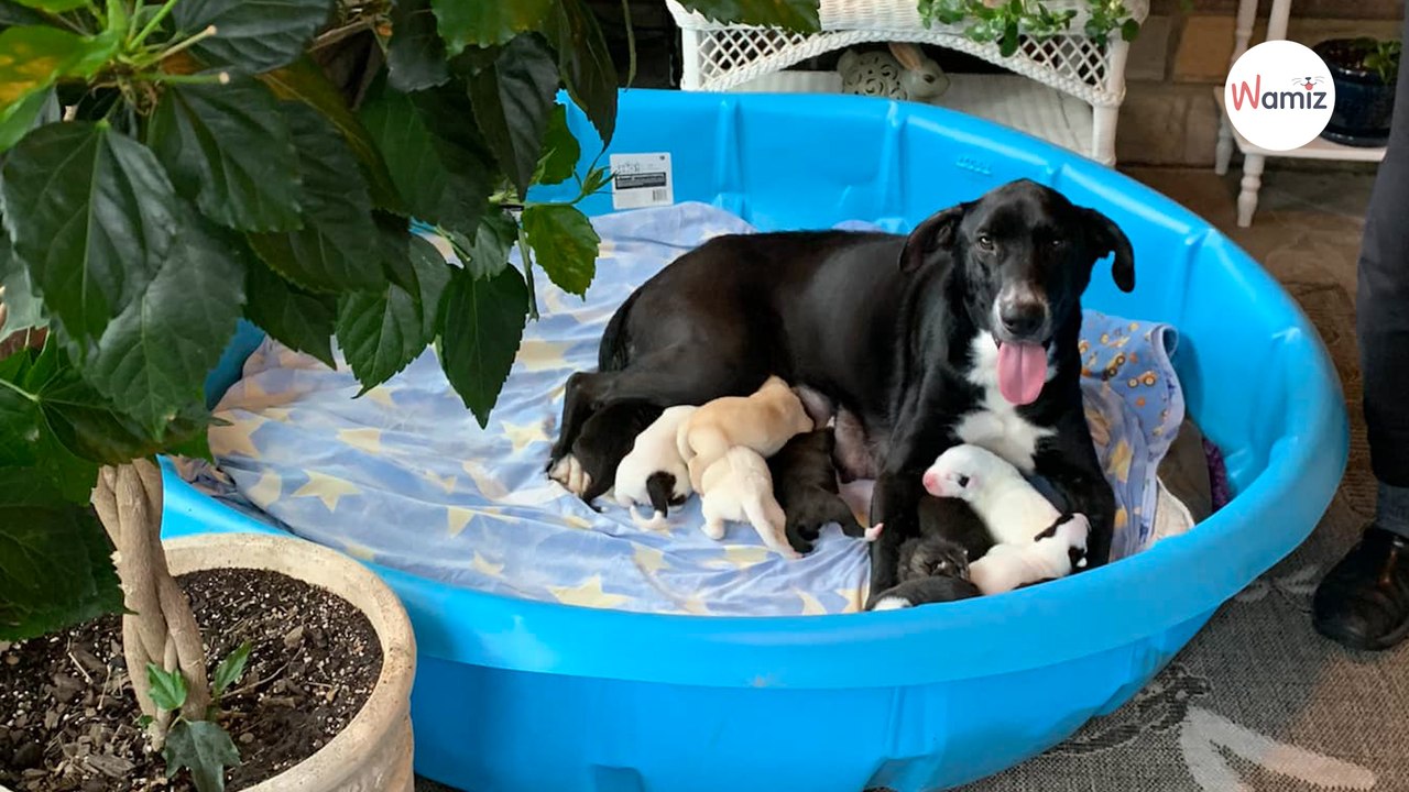 Après avoir mis bas de 10 chiots dans un refuge, cette chienne a fait une réclamation déconcertante