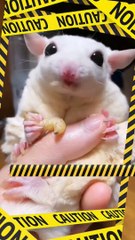 Enjoy the most beautiful and funny clips of animals