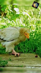 Compilation of beautiful and cute animal clips