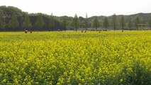 온통 샛노랑 물결...4년 만에 돌아온 유채꽃 축제 / YTN