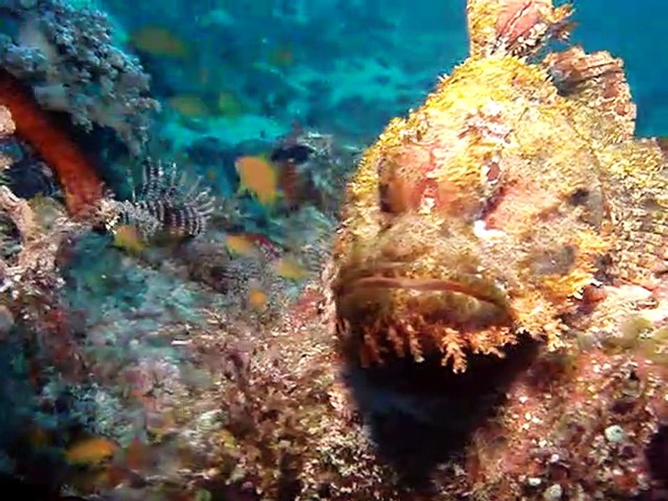 Scorpionfish