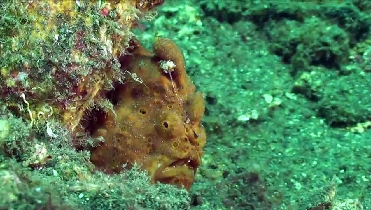 Frogfish City