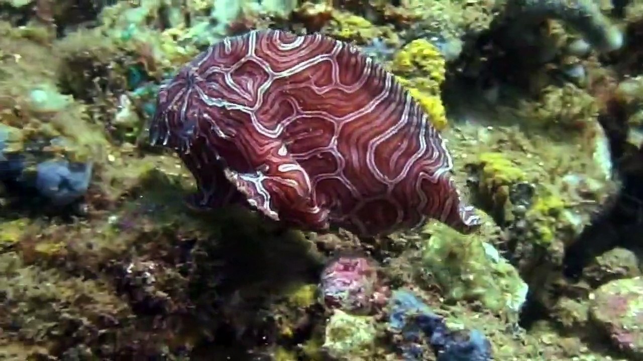 Maluku Frogfish