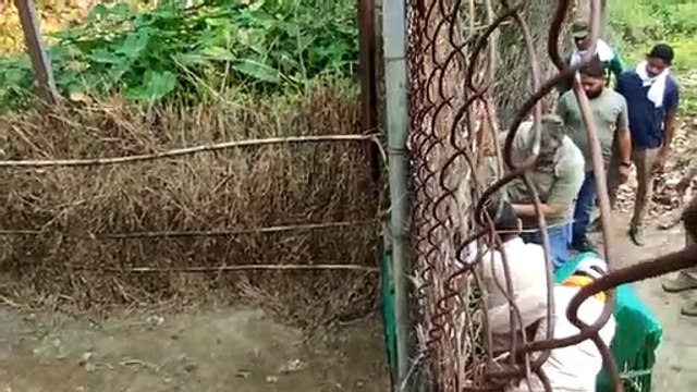 शावक को लेने नहीं आई 'मांÓ, देखभाल के लिए भेजा कान्हा टाइगर रिजर्व