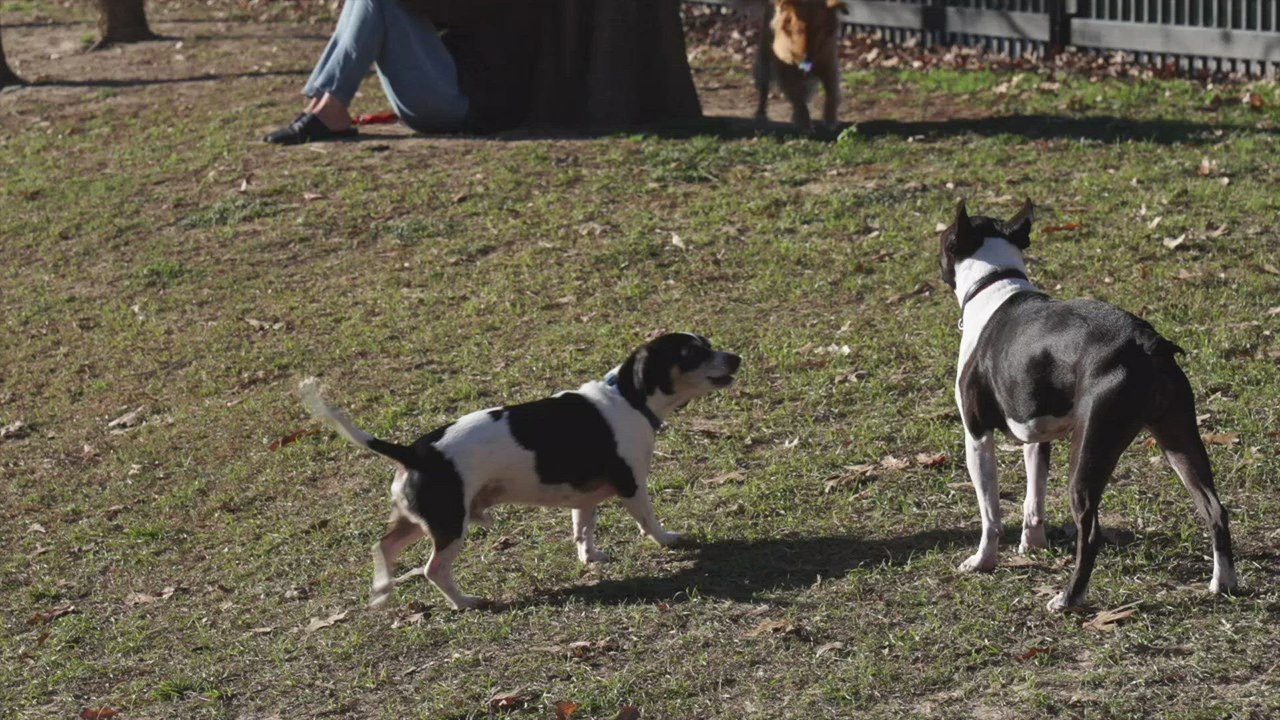 Owners, Not Just Dogs, Need To Be On Their Best Behavior at the Dog Park