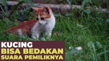 suara kucing dengan segala keunikan nya