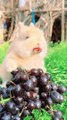 Rabbit eating grapes