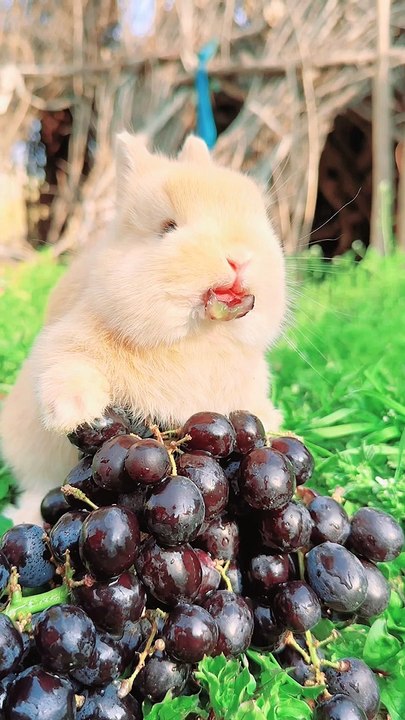 Rabbit eating grapes - video Dailymotion