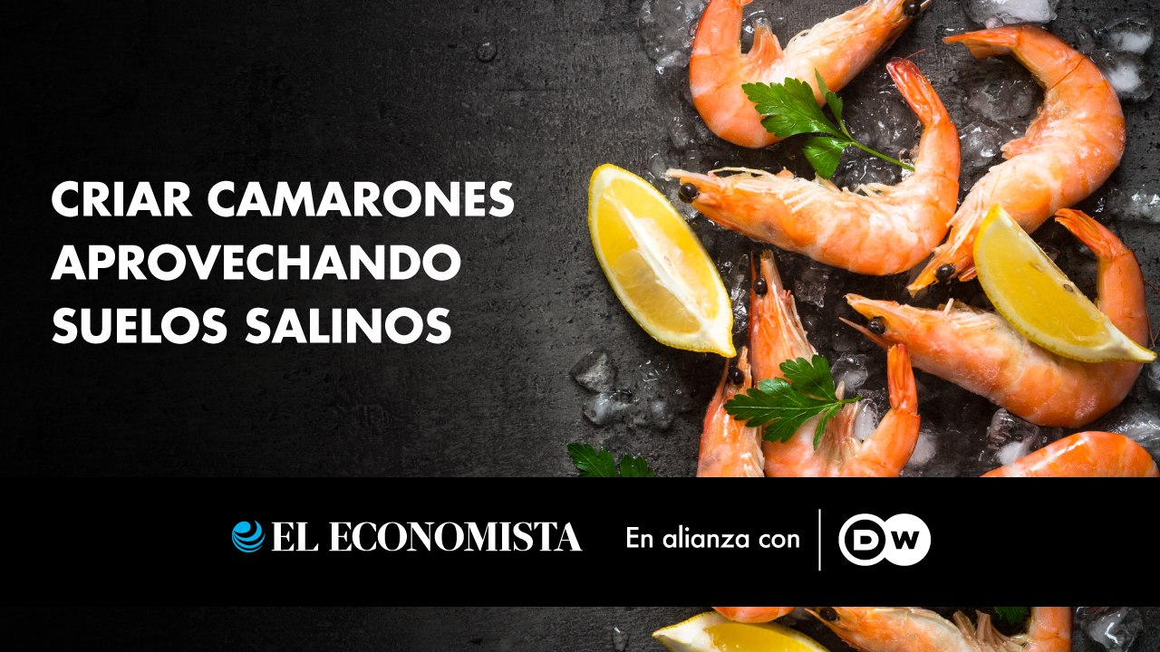 Criar camarones aprovechando suelos salinos