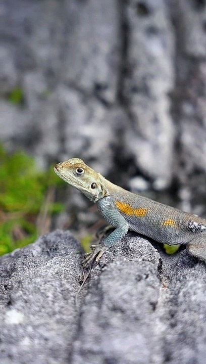 Chinese Lizard 