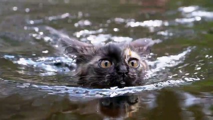 Cute cat swimming in pond