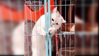 Baby cats cute and funny videos/cats videos Animals