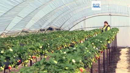 Bataille européenne sur le sort du parc naturel espagnol de Doñana