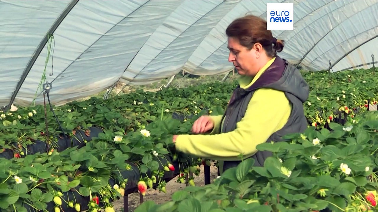 Wegen Erdbeerplantagen: Wichtigstes Feuchtgebiet Europas trocknet aus