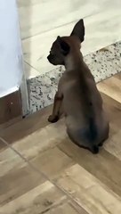 Puppy Doesn't Wanna Use Back Legs